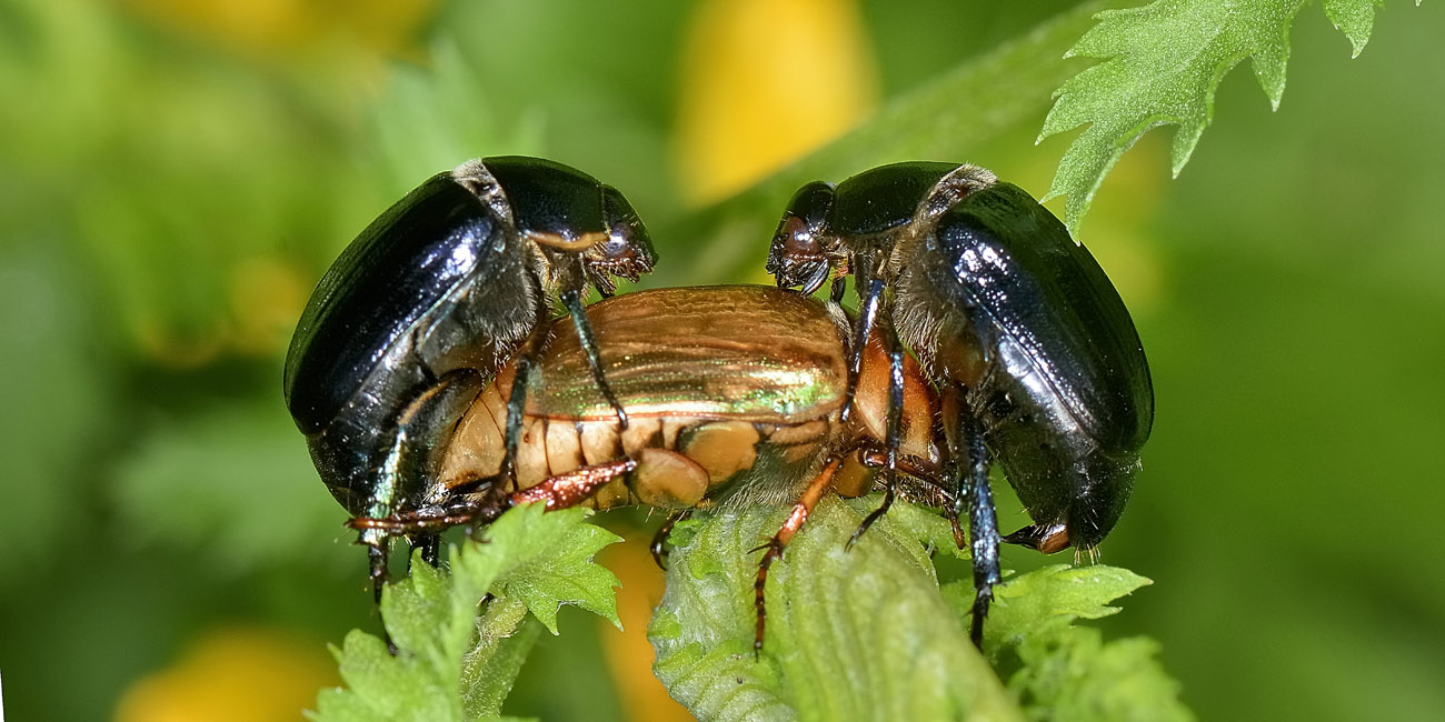 Rutelidae: Anomala dubia